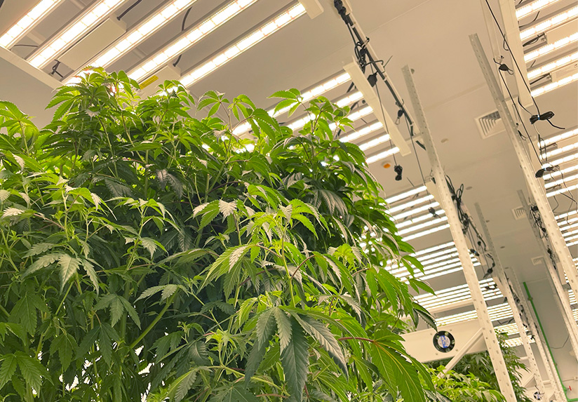 Cultivo de Cannabis en Interiores
