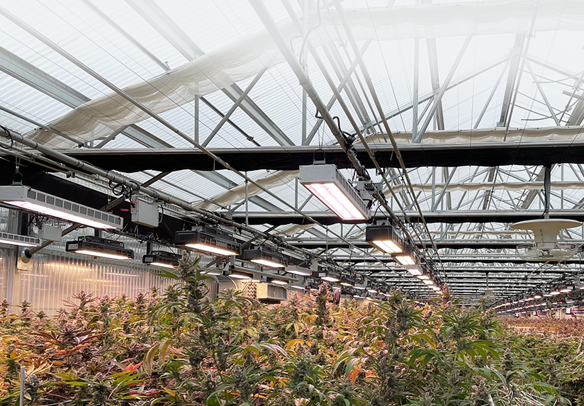 Cultivo de cannabis en invernadero